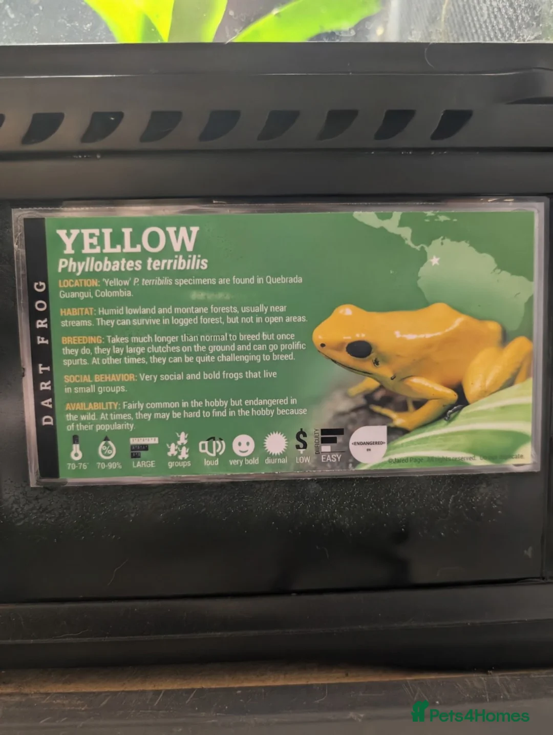 Frog reptiles for sale: 🐸 CB26 Phyllobates terribilis – Yellow - Advert 2