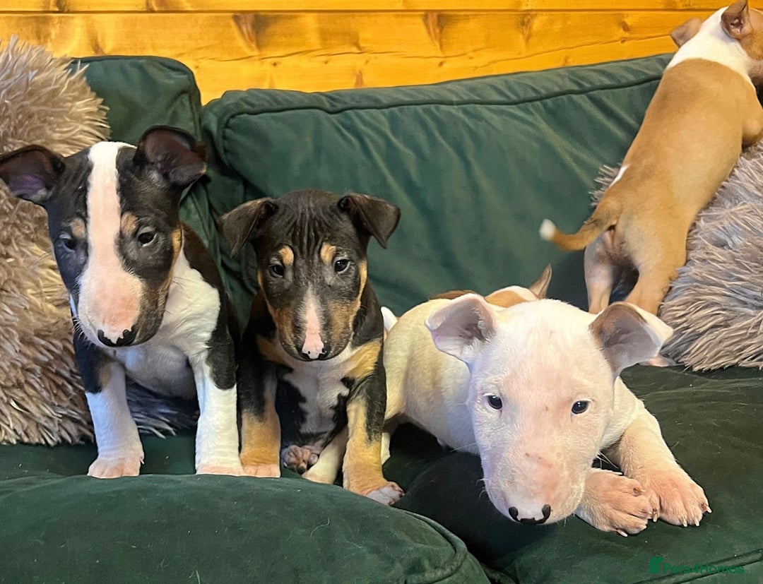 English Bull Terrier dogs for sale: Outstanding standard Bull terrier boys available  - Advert 10