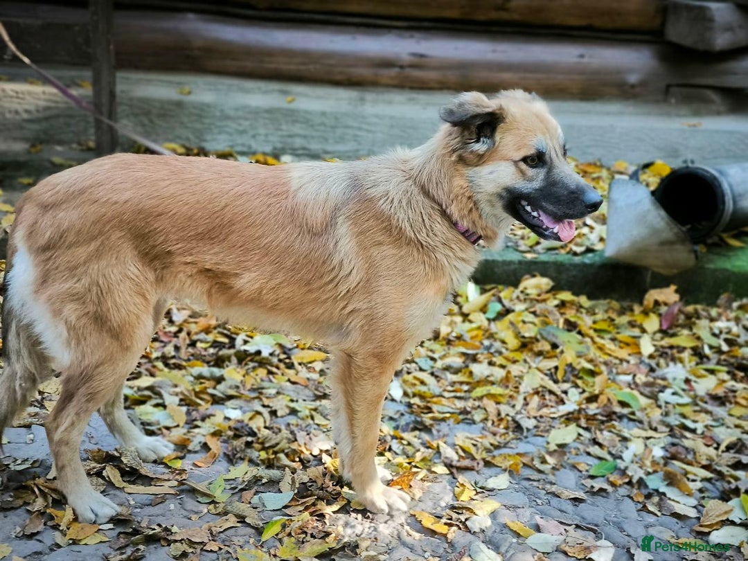 Mixed Breed dogs for adoption: 🐶💖 SOFIE 💖🐶 - Advert 6