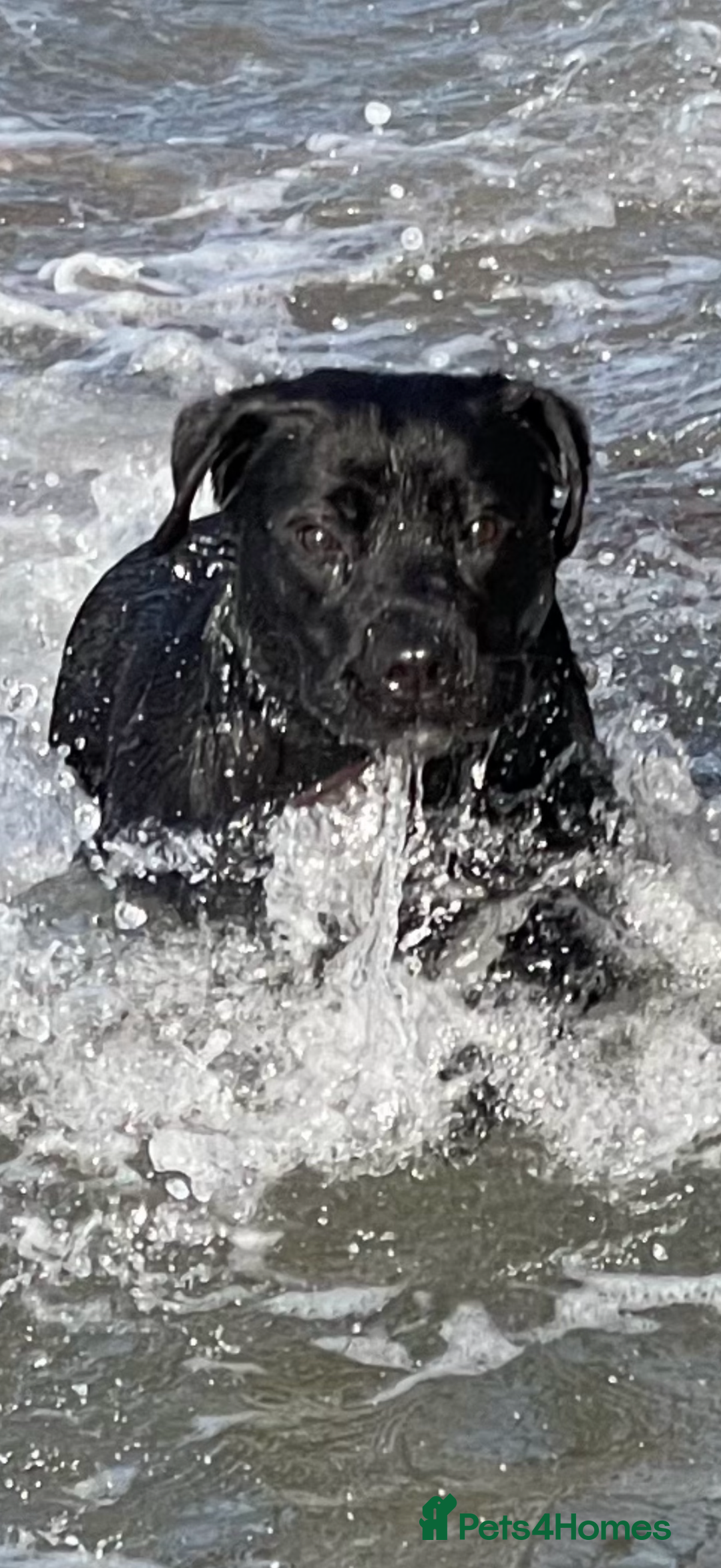 Labrador Retriever dogs for sale: Labrador puppies   - Advert 3