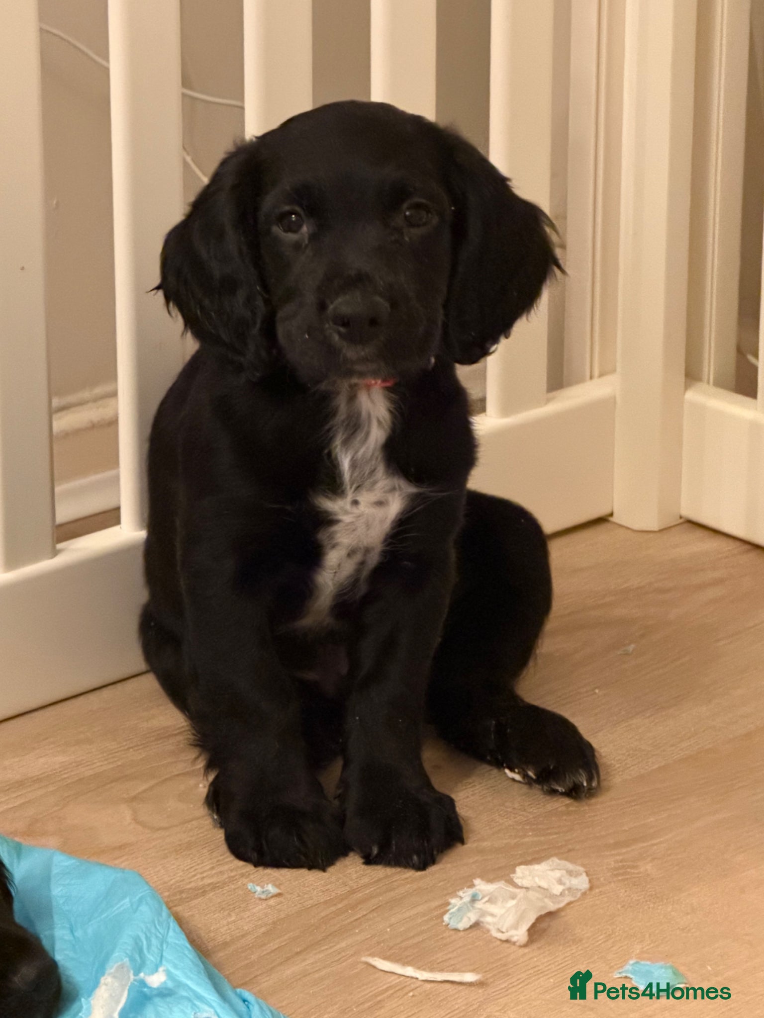 Sprocker dogs Sprocker spaniel puppies - Advert 2