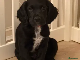 Sprocker dogs Sprocker spaniel puppies - Advert 2