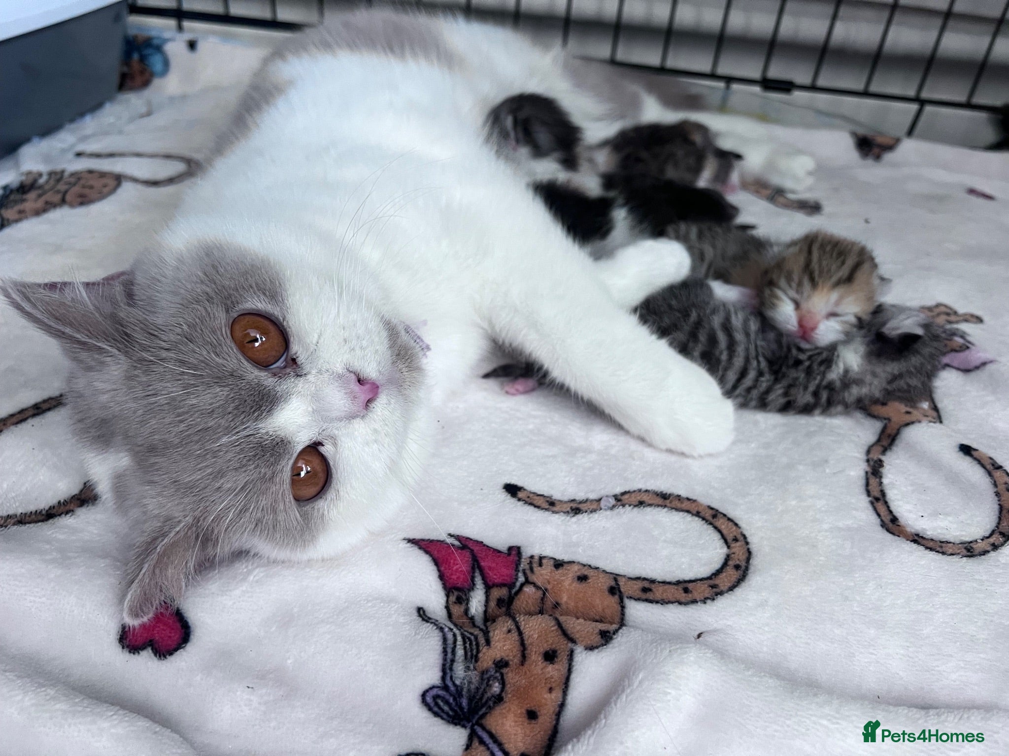 British Shorthair cats Beautiful British short hair kittens - Advert 1