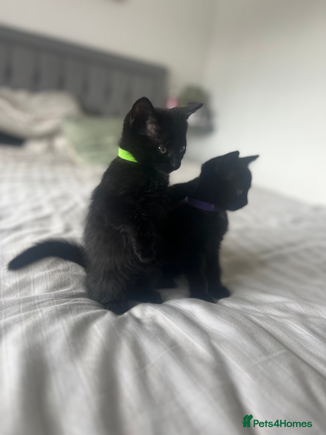 Bombay cats for sale: Lovely playful kittens  - Image 6