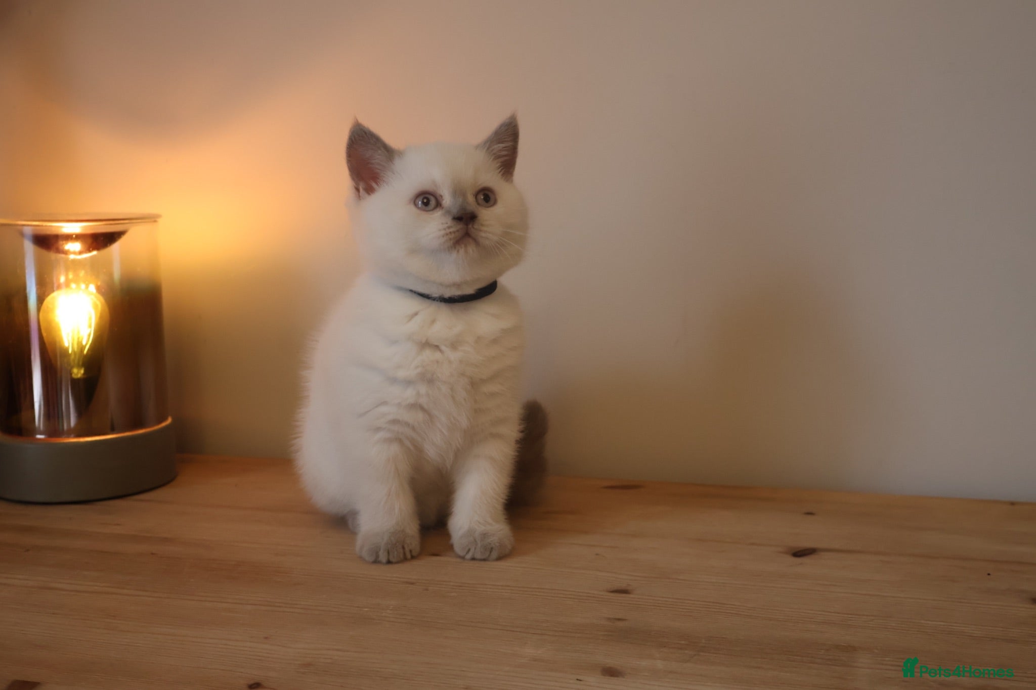 British Shorthair cats Stunning GCCF-Registered British Shorthair Kittens - Advert 2