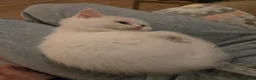Scottish Fold cats for sale: Scottish straight kitten for sale  in Leeds - Advert 8
