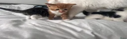 Mixed Breed cats for sale: 3 males, 1 female from loving family home - Advert 24