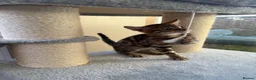 Bengal cats for sale: TICA 🔥 Pedigree health tested 🐾 Bengal Kittens  - Advert 16