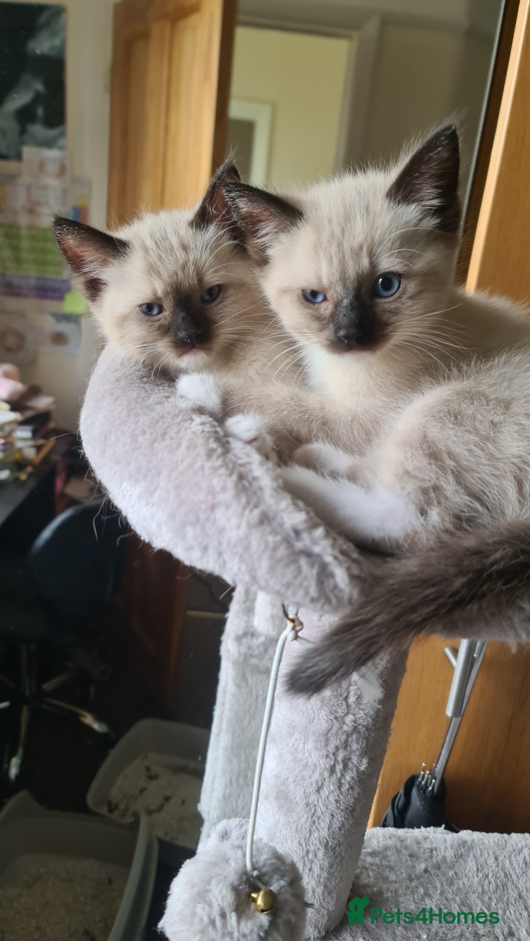 Ragamese cats for sale: Playful Ragamese Kittens (12 Weeks) - Image 9