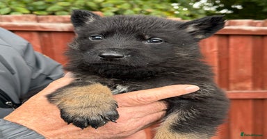 German Shepherd dogs - Advert 10