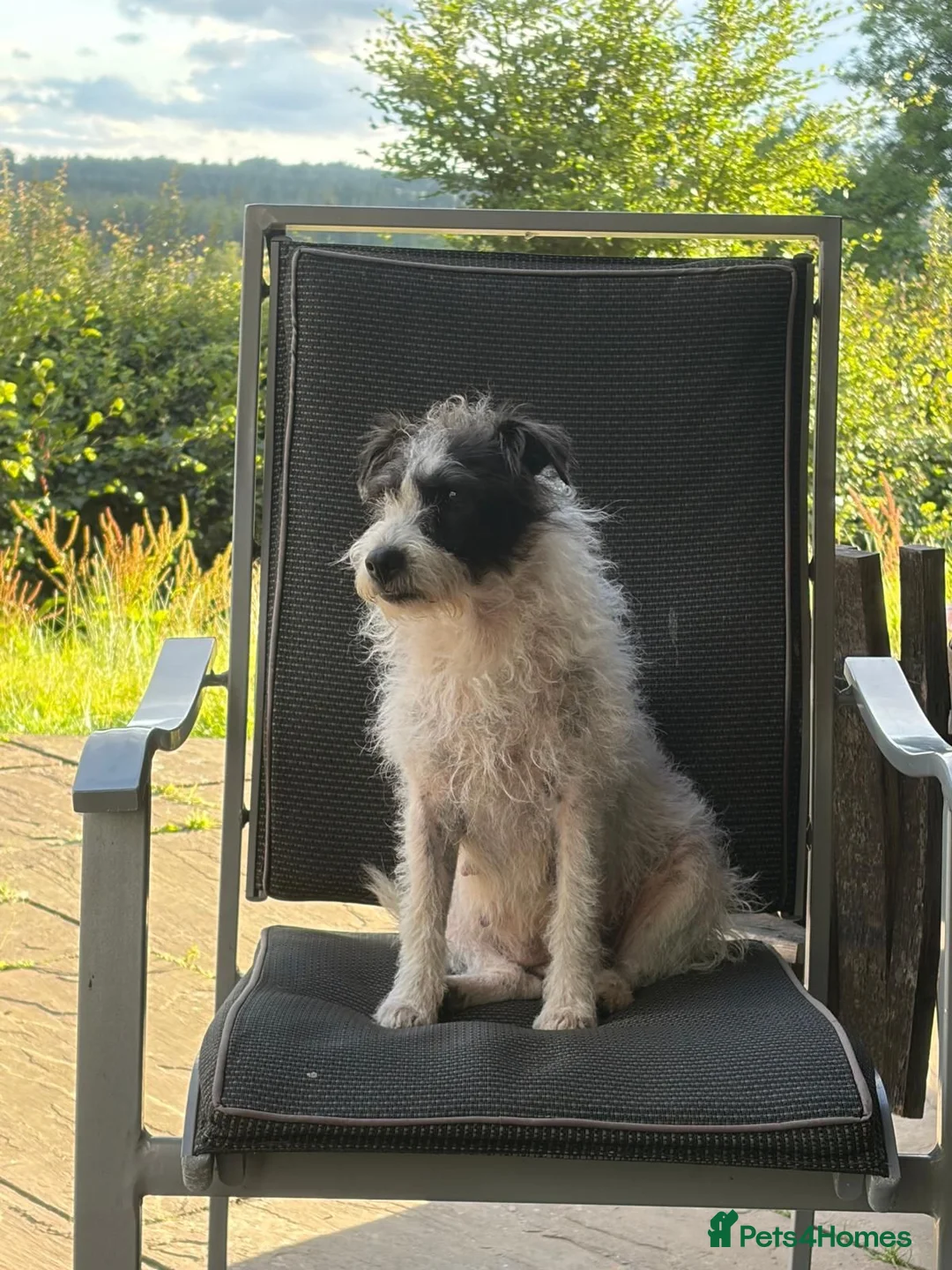 Patterjack dogs for sale: Patterjack Puppies  - Advert 1
