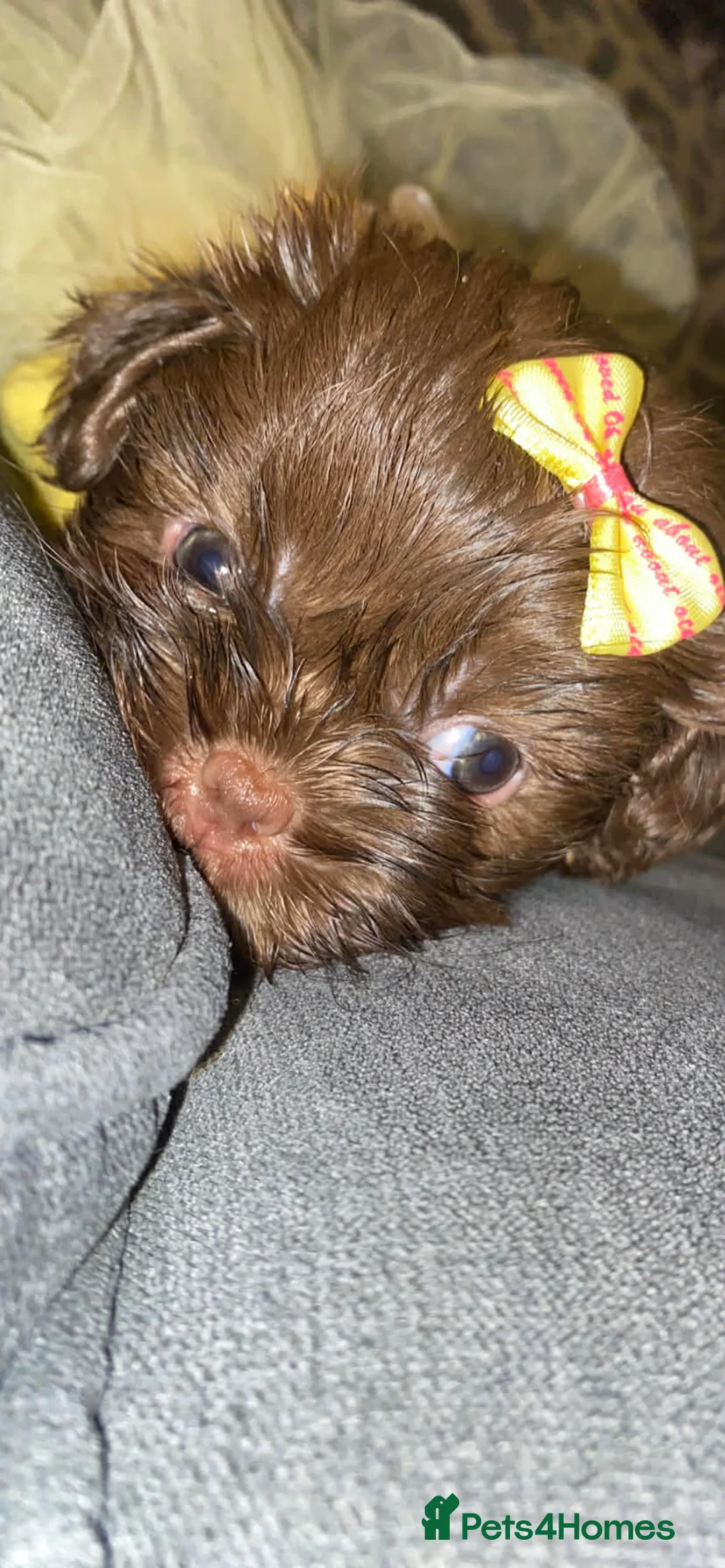 Shih Tzu dogs for sale: Shih Tzu Puppies For Sale - - Advert 16