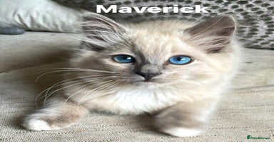Ragdoll cats - Advert 10