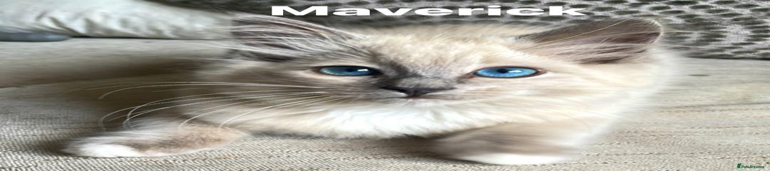 Ragdoll Kitten 2