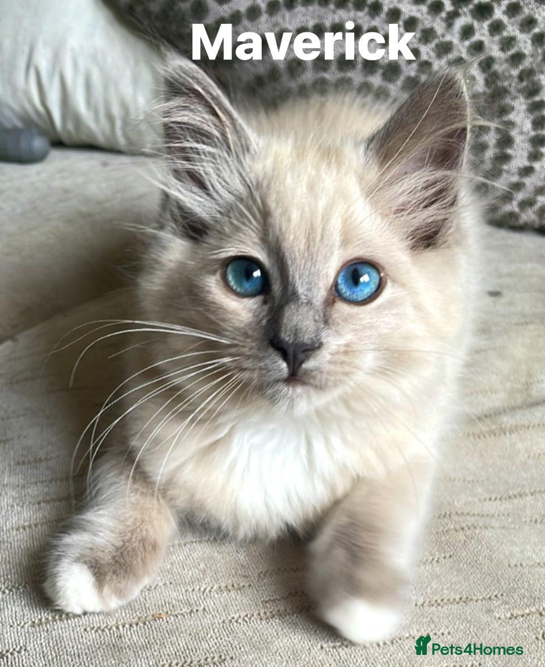 Ragdoll cats for sale: Beautiful TRIO OF TOP Gun Ragdolls - Image 3