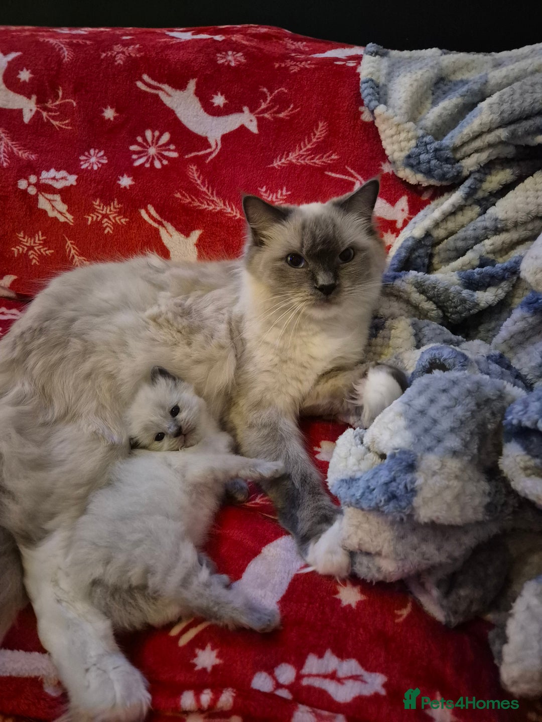 Ragdoll cats for sale: Beautiful ragdoll girl - Advert 5