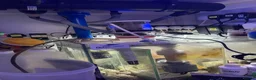 Goldfish fish for sale: reef marine fish tank  - Advert 13