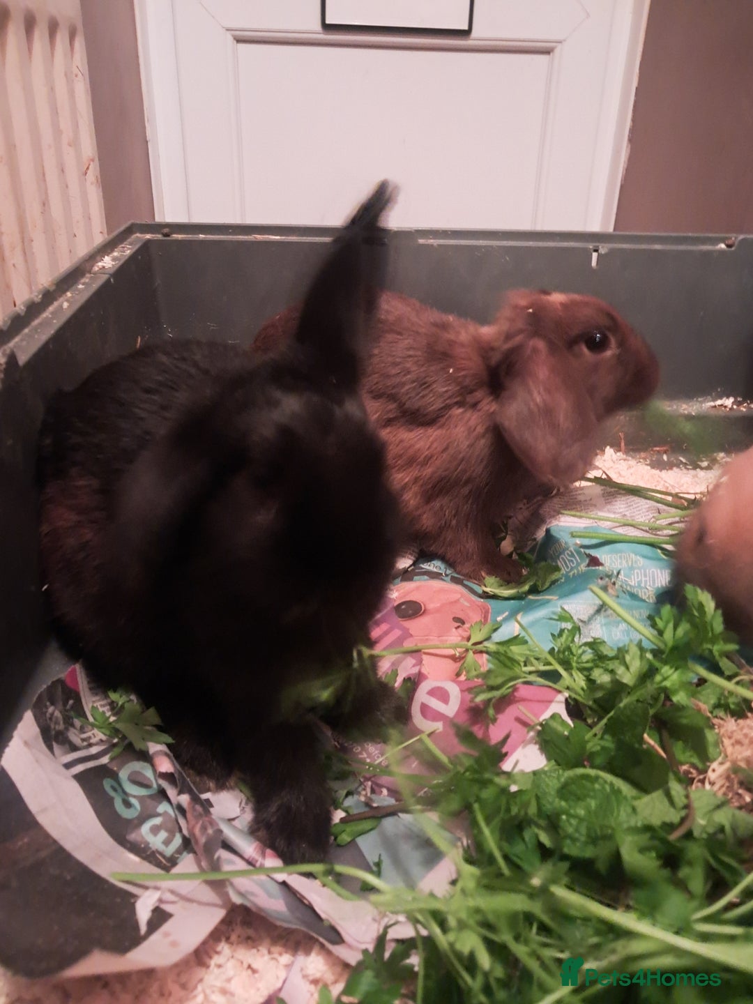 Mixed Breed rabbits for sale: Free to loving forever homes  - Image 23