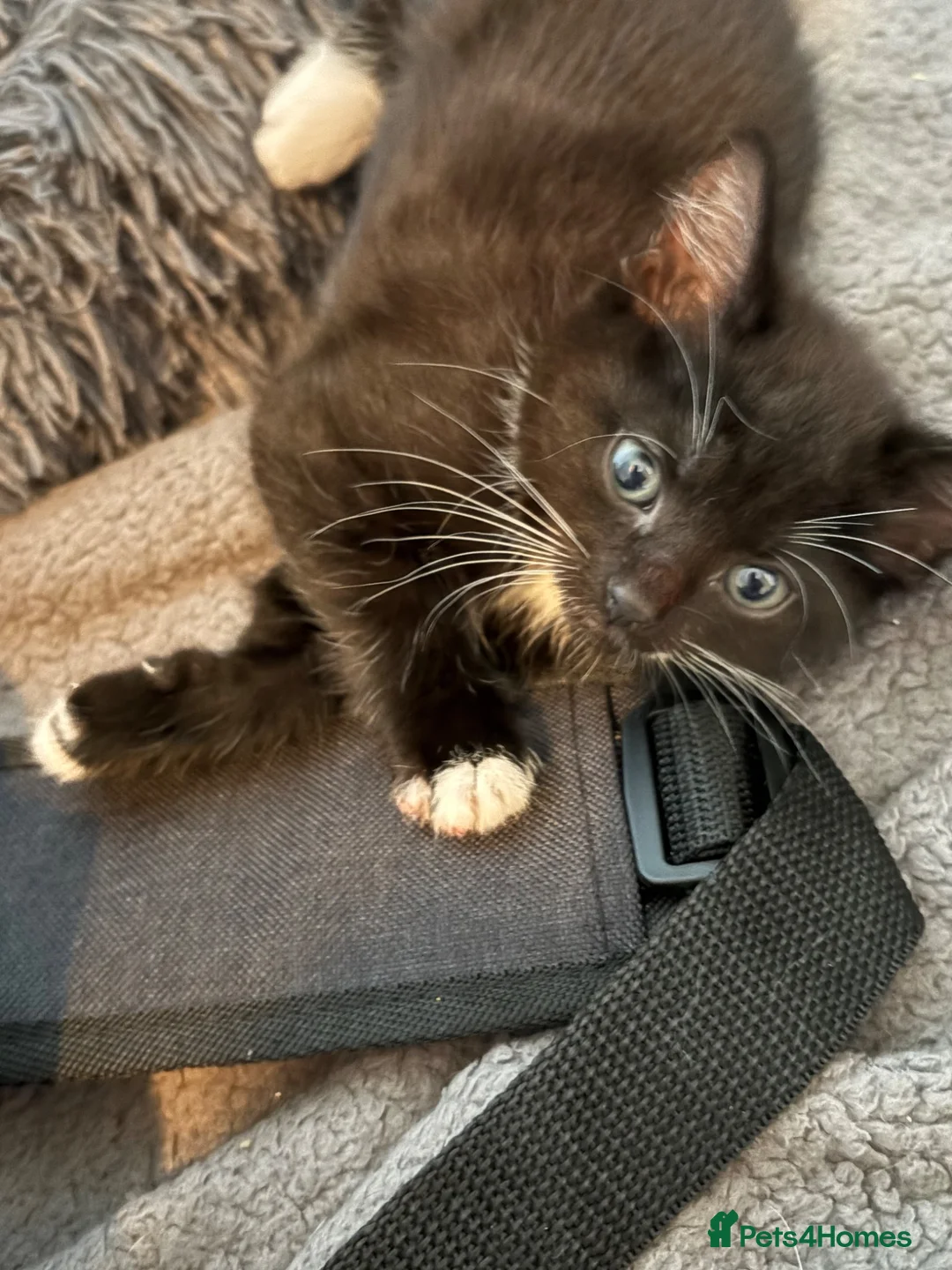 Mixed Breed cats for sale: Male & Female kittens available now - Advert 2