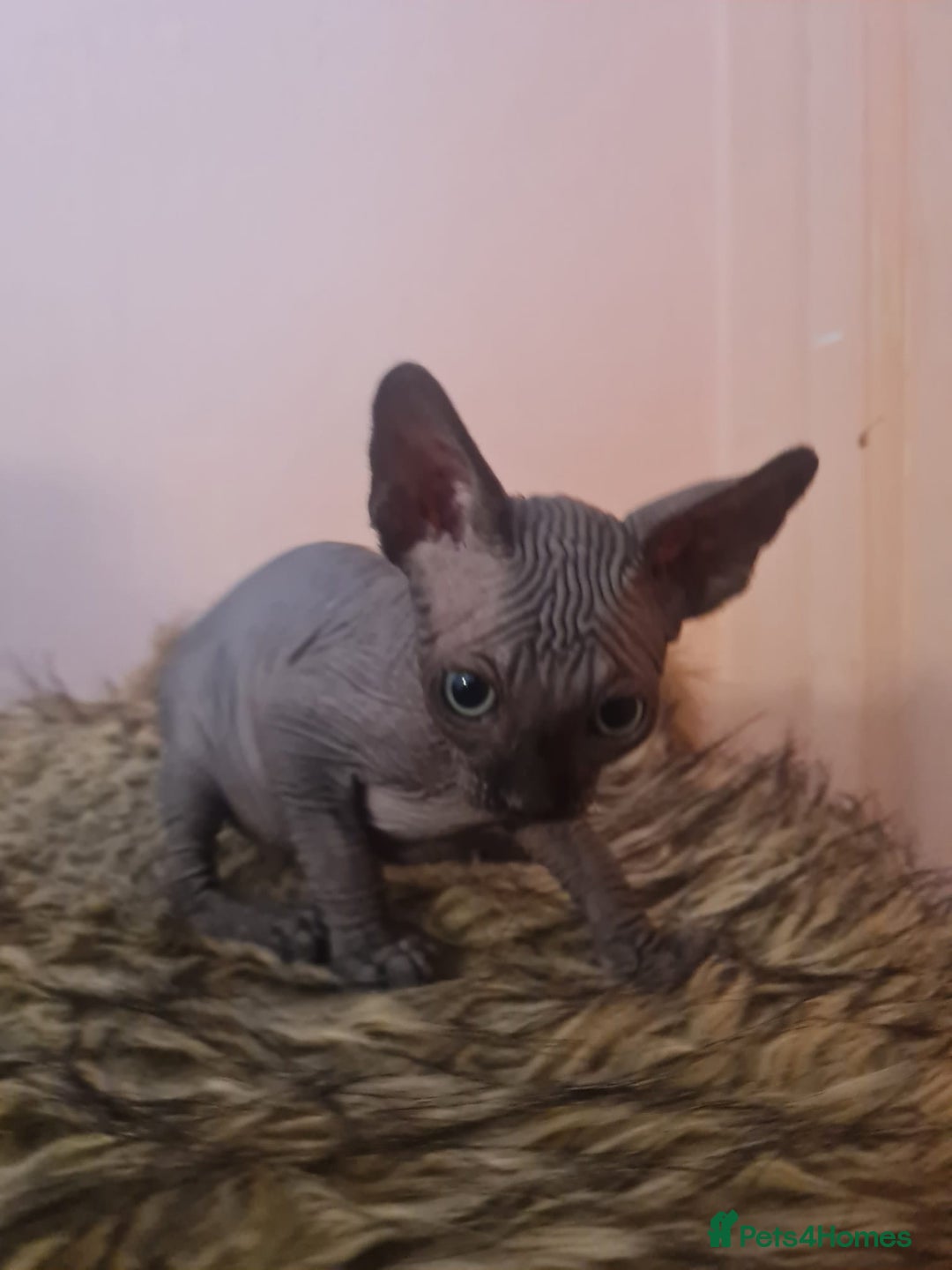 Sphynx cats for sale: Sphynx kittens - Image 9
