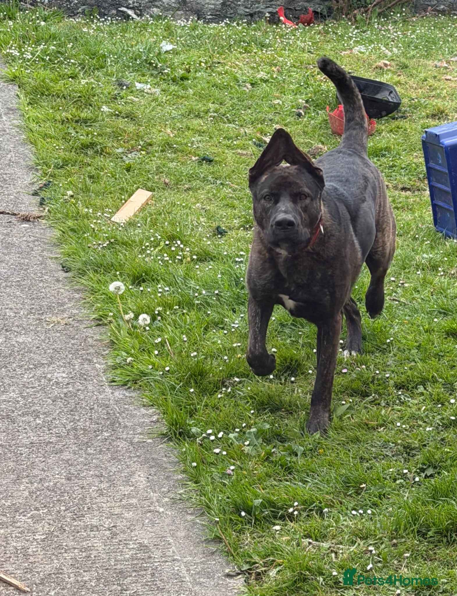 Mixed Breed dogs Bobby - Advert 9