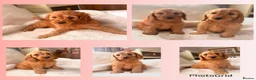 Cockapoo dogs for sale: F1 Golden Cockapoo Puppies  - Advert 1