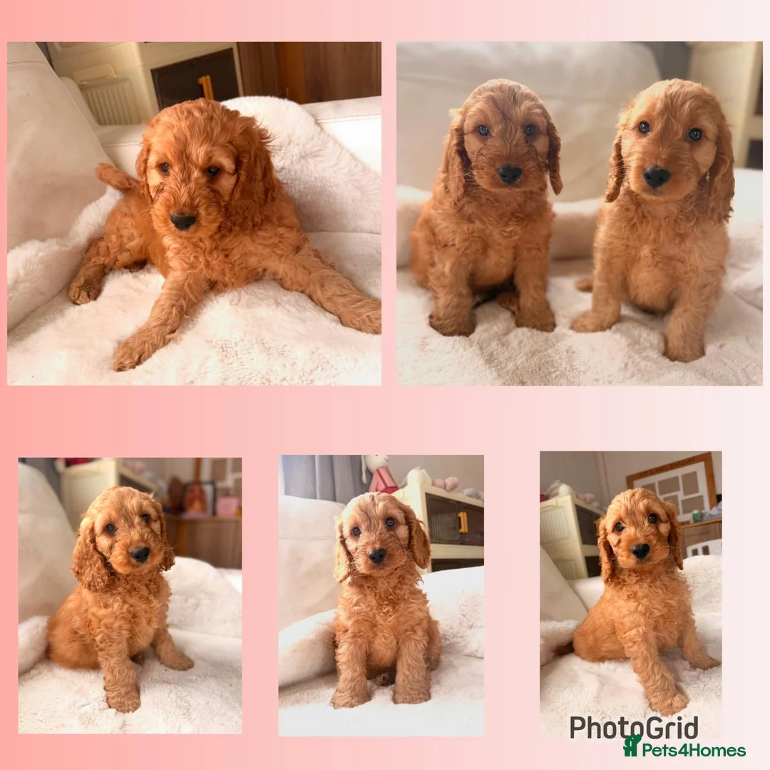 Cockapoo dogs for sale: F1 Golden Cockapoo Puppies  - Advert 1