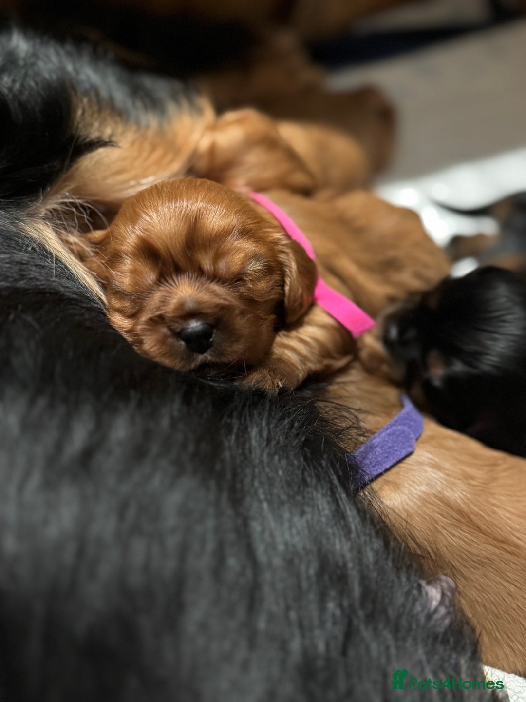 Cavalier King Charles Spaniel dogs for sale: KC Cavalier King Charles spaniels  - Advert 9