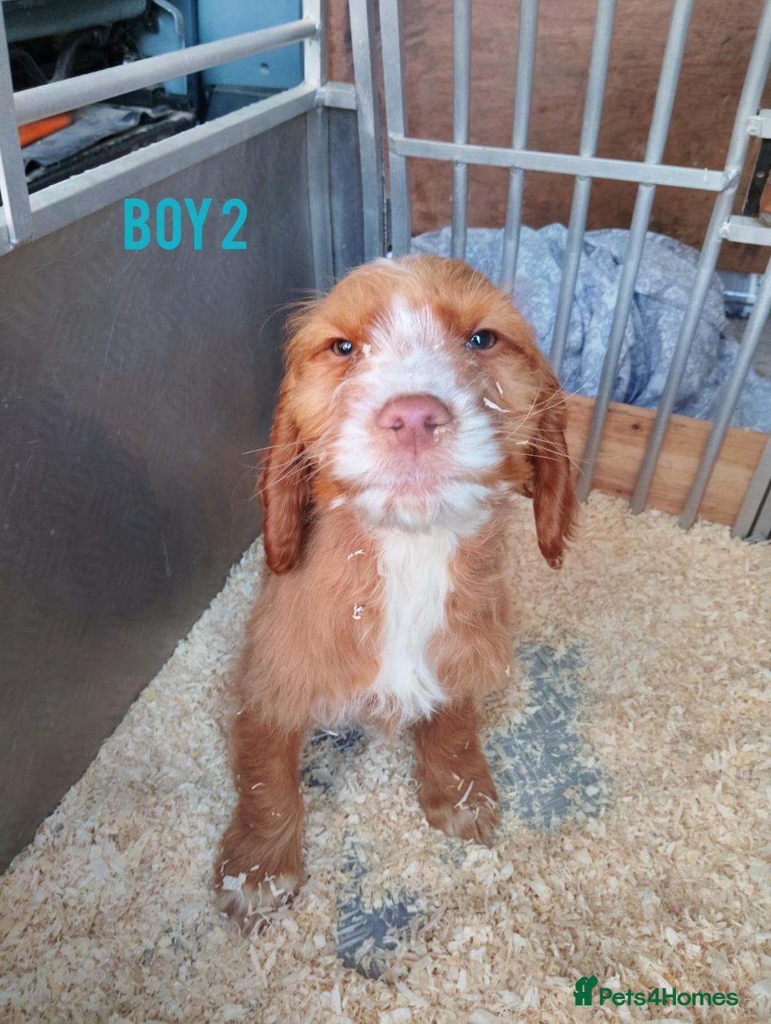 Cockapoo dogs for sale: Cockapoo puppys - Advert 6