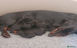 Miniature Dachshund dogs for stud: Proven, KC, PRA clear, tested Miniature Dachshund in Hinckley - Image 17