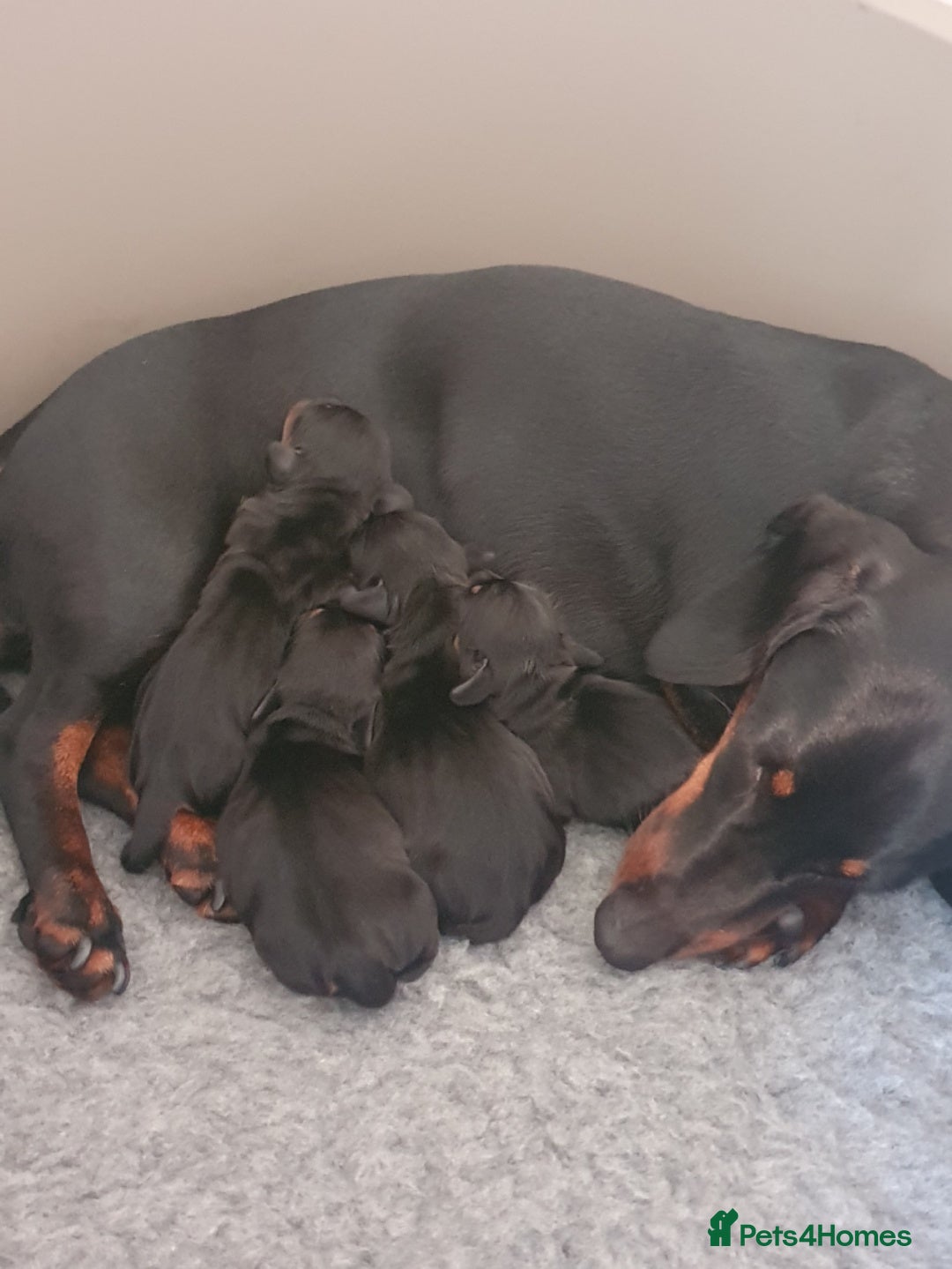 Miniature Dachshund dogs for stud: Proven, KC, PRA clear, tested Miniature Dachshund in Hinckley - Image 17