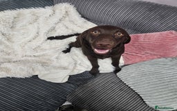 Labrador Retriever dogs for sale: female chocolate lab  - Image 2