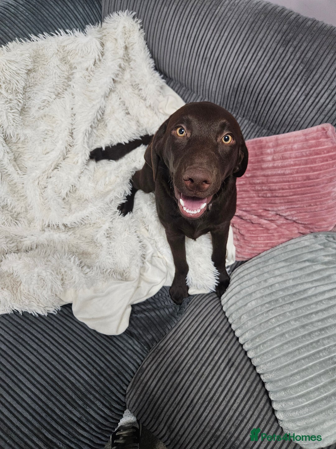 Labrador Retriever dogs for sale: female chocolate lab  - Image 2
