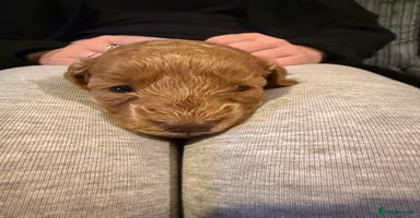 Cockapoo dogs - Advert 16