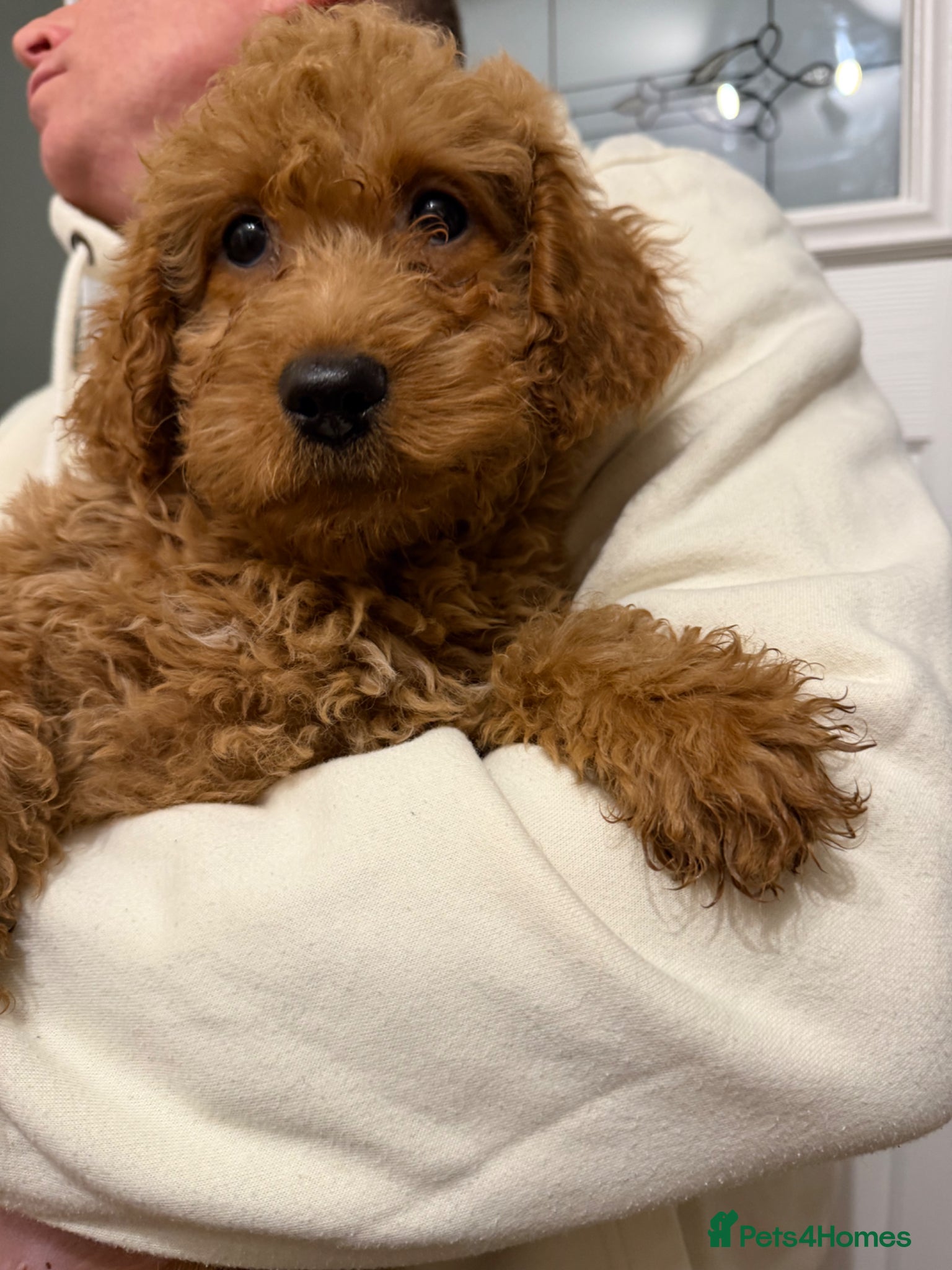 Labradoodle dogs Labradoodle  - Advert 1