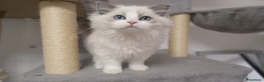 Ragdoll 1