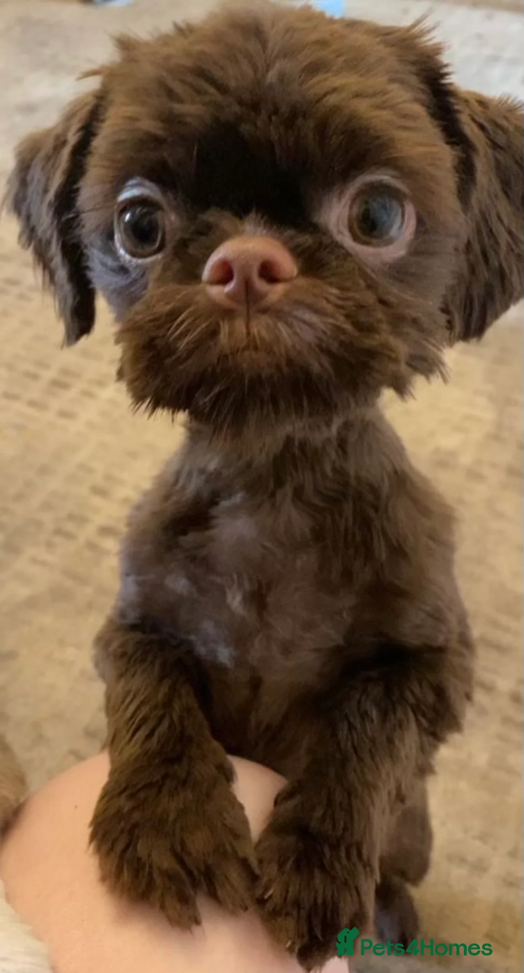 Shih Tzu dogs for stud: stunning chocolate stud boy  in Saint Helens - Advert 4