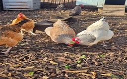 Chickens poultry for sale: Lovely Chickens for Sale –  Just Started Laying - Image 5