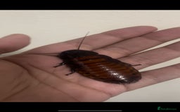 Snake reptiles for sale: Three Snakes + Madagascan Hissing Roaches - Image 16
