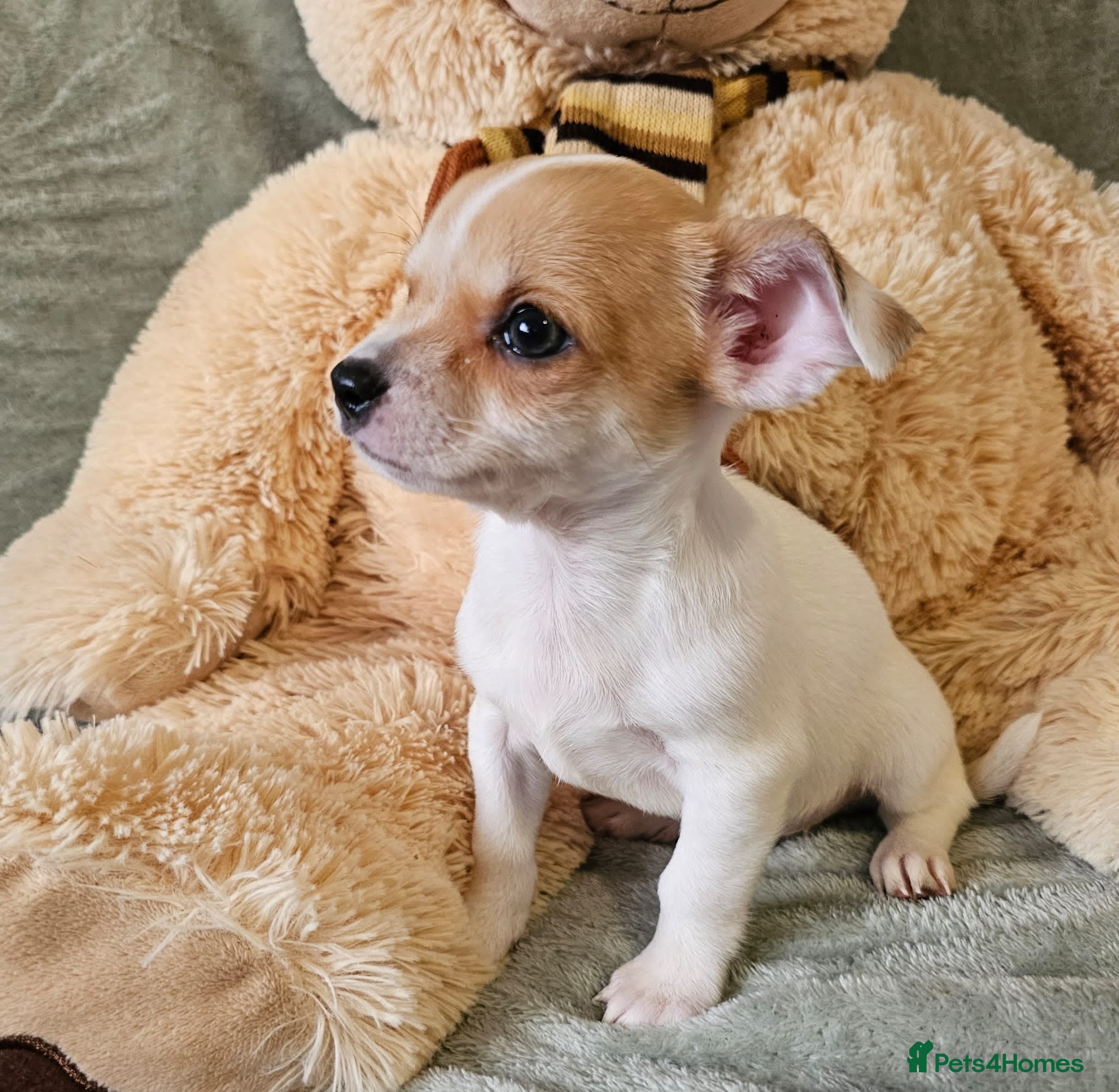 Chihuahua dogs Adorable Chihuahua puppies 🐶 - Advert 1