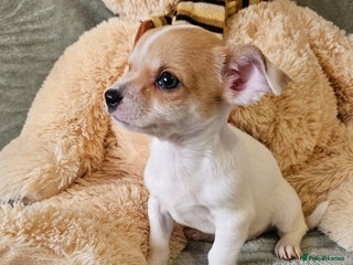 Chihuahua dogs Adorable Chihuahua puppies 🐶 - Advert 3