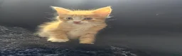 Mixed Breed cats for sale: Beautiful Kittens - Advert 19