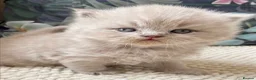 British Longhair cats for sale: Stunning lilac longhair British shorthair kittens. - Advert 10
