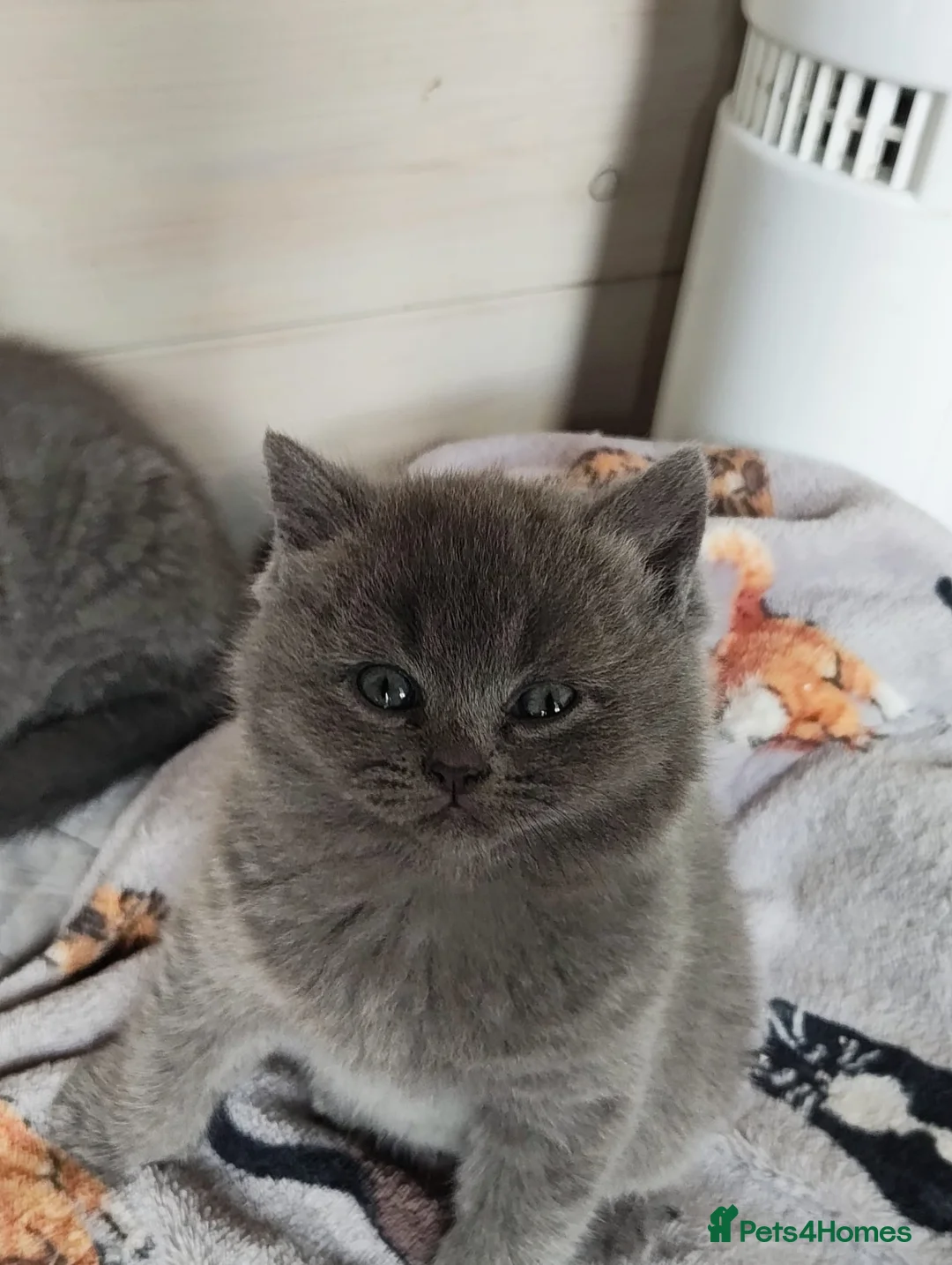 British Shorthair cats for sale: BRITISH SHORTHAIR KITTENS GCCF REGISTERED - Advert 36