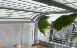 Parrots birds for sale: AMAZON YELLOW CROWNED PANAMA PROVEN PAIR - Image 6