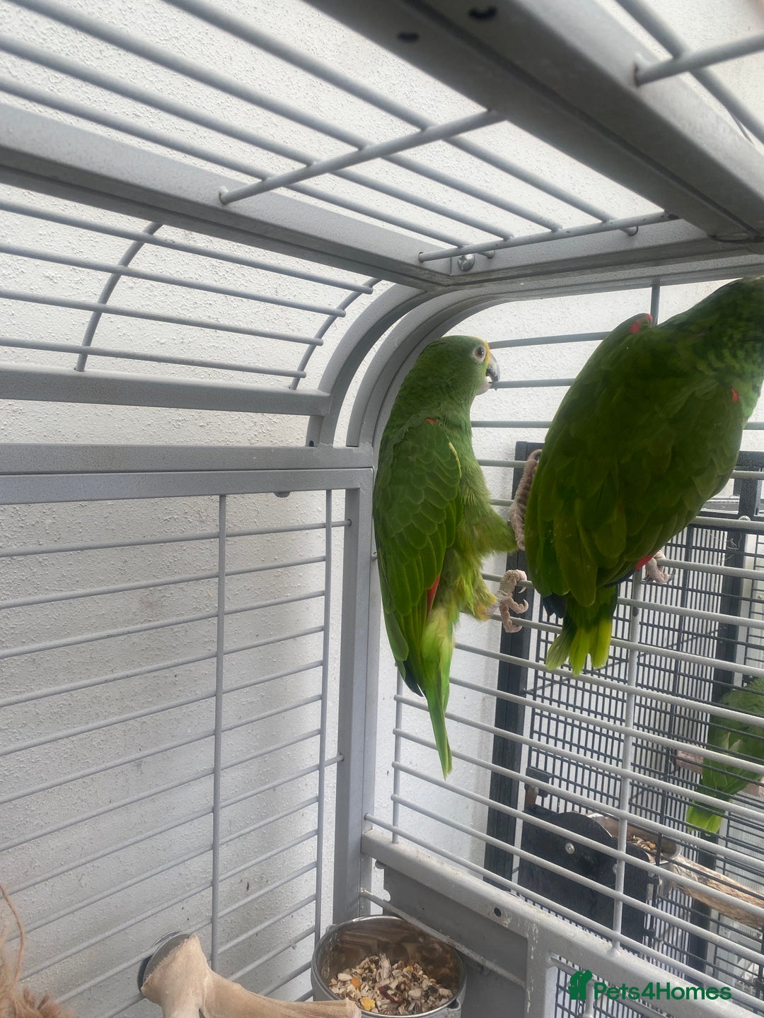 Parrots birds for sale: AMAZON YELLOW CROWNED PANAMA PROVEN PAIR - Image 6