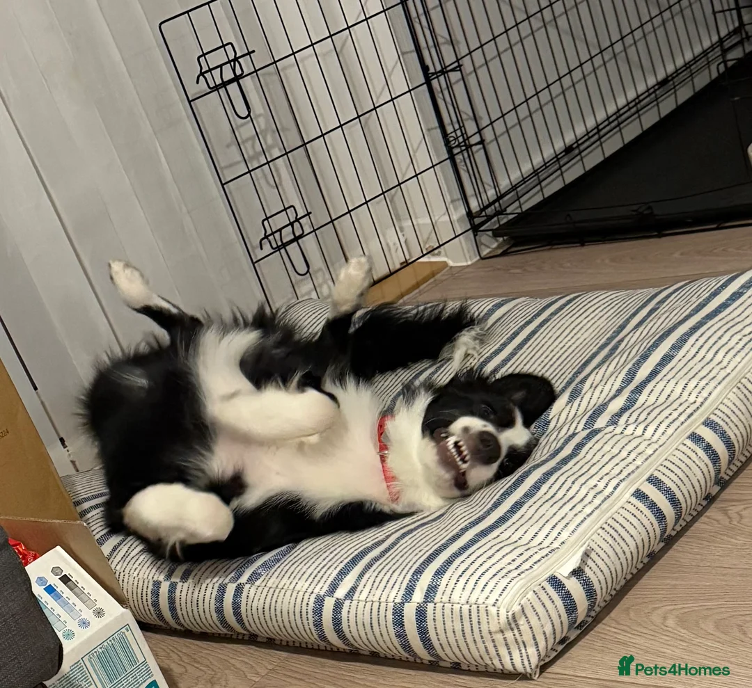 Border Collie dogs for sale: Border collie  - Advert 7