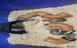 Ferret rodents for sale: Top Quality Ferret kits - Standard and Semi Micro - Image 6