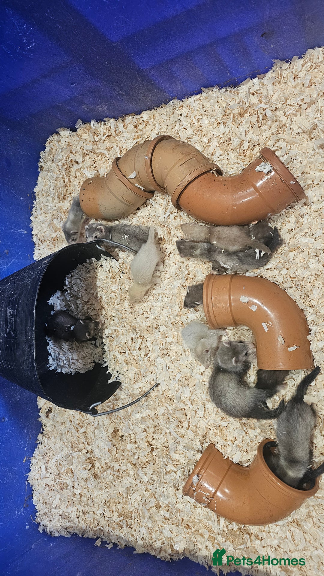Ferret rodents for sale: Top Quality Ferret kits - Standard and Semi Micro - Image 6