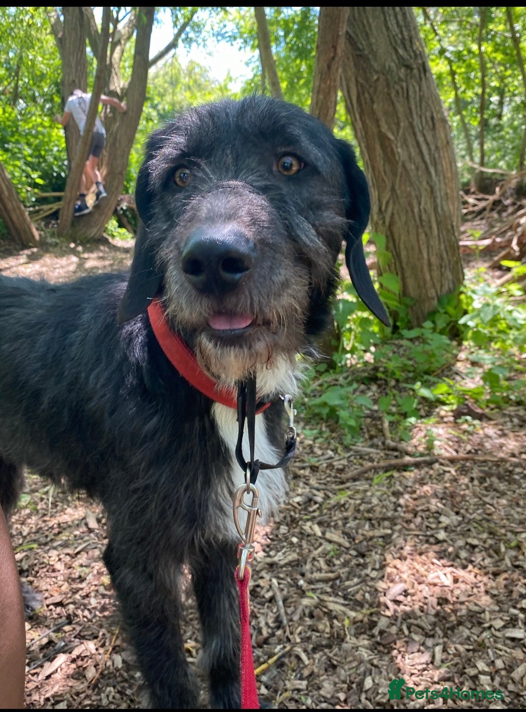 Mixed Breed dogs for sale: Five year old boy up for a new home - Advert 4